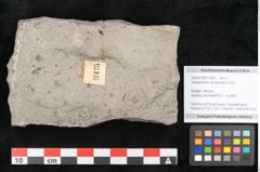 Foto (Objekt + Etikett) von Araliophyllum denticulatum Endl. (NHMW-GEO-2024-0188-11425)